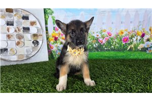 Noelle - German Shepherd for sale