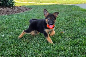 Mazie - German Shepherd for sale