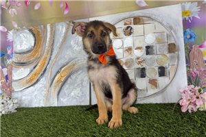 Montgomery - German Shepherd for sale