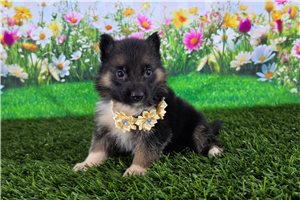 Noelle - German Shepherd for sale