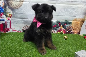 Cibola - German Shepherd for sale