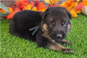 Kayden - puppy for sale