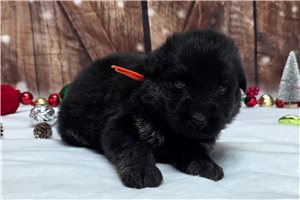 Corby - German Shepherd for sale