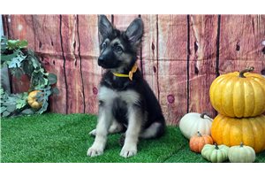 Lucy - German Shepherd for sale