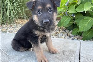 Victor - puppy for sale