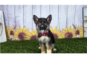 Nikita - German Shepherd for sale