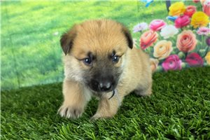 Linus - German Shepherd for sale