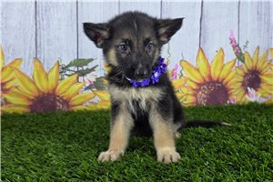 Natalie - German Shepherd for sale