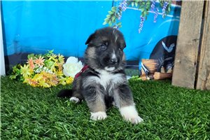 Nikita - puppy for sale