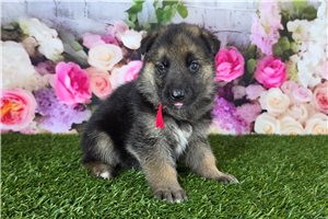 Martin - German Shepherd for sale