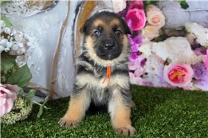 Montgomery - puppy for sale