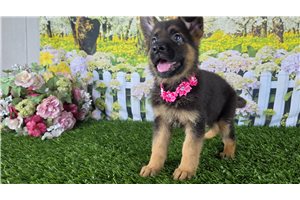 Kenzie - German Shepherd for sale
