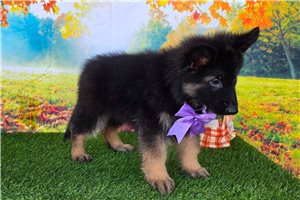 Luna - puppy for sale