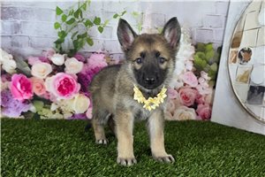 Lois - German Shepherd for sale