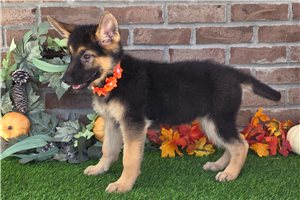 Lily - puppy for sale