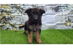 Cornelius - German Shepherd for sale