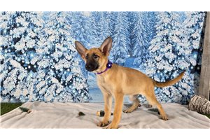 Leanne - German Shepherd for sale