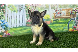 Noelle - German Shepherd for sale