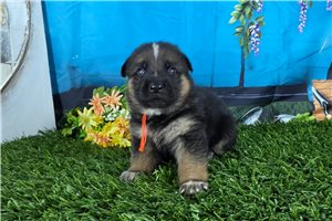 Nuroo - German Shepherd for sale