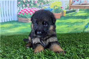 Maverick - puppy for sale