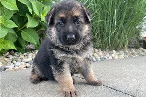 Veronica - puppy for sale