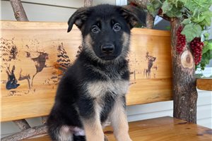 Dieter - puppy for sale