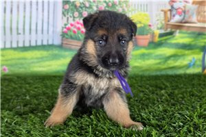 Melina - German Shepherd for sale