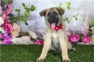 Lily Bell - German Shepherd for sale
