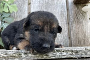 Nyla - German Shepherd for sale