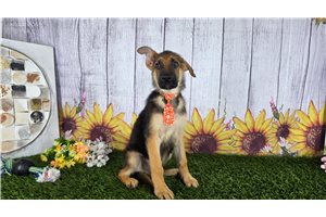 Montgomery - German Shepherd for sale