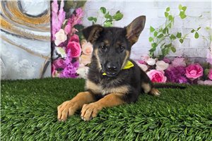 Kyra - German Shepherd for sale