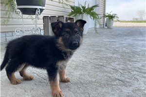Brielle - puppy for sale