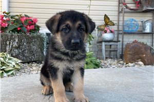 Vaughn - puppy for sale