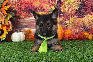 Lincoln - puppy for sale