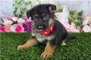 Katy - German Shepherd for sale