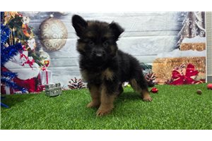 Cici - German Shepherd for sale