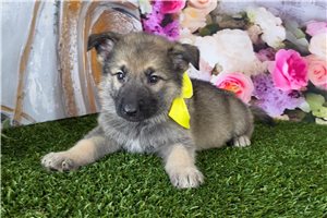 Lincoln - German Shepherd for sale