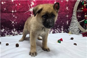 Lopez - German Shepherd for sale