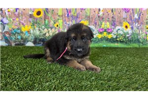 Kenzie - puppy for sale