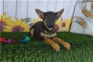 Kyra - German Shepherd for sale