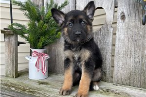Benjamin - puppy for sale