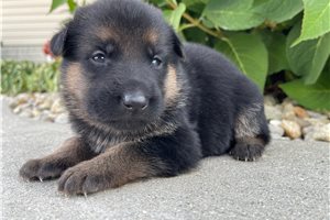 Agatha - German Shepherd for sale