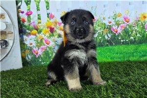 Nicolas - German Shepherd for sale