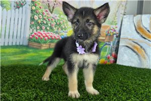 Natalie - German Shepherd for sale