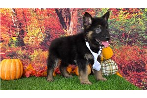 Logan - puppy for sale