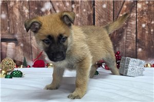Loren - German Shepherd for sale