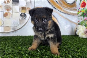 Maverick - German Shepherd for sale