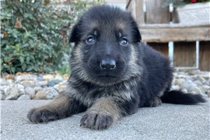 Finn - German Shepherd for sale