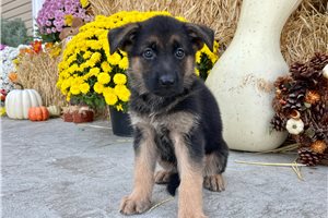 Agatha - German Shepherd for sale