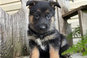 Bella - German Shepherd for sale